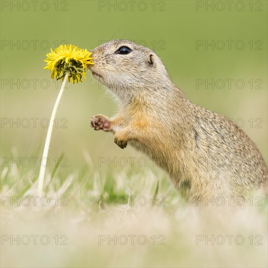 European ground squirrel