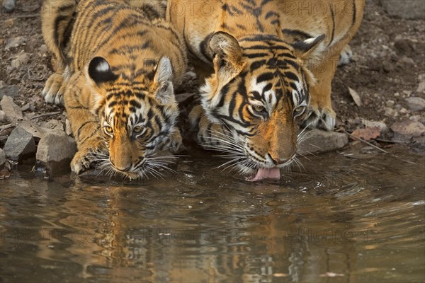 Bengal tigers