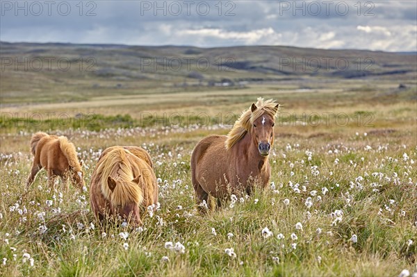 Icelandic horses