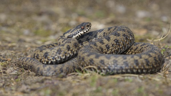 Common European Viper