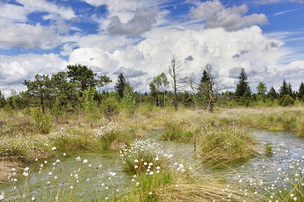 Hare's-tail cottongrass