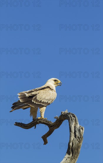 Tawny Eagle