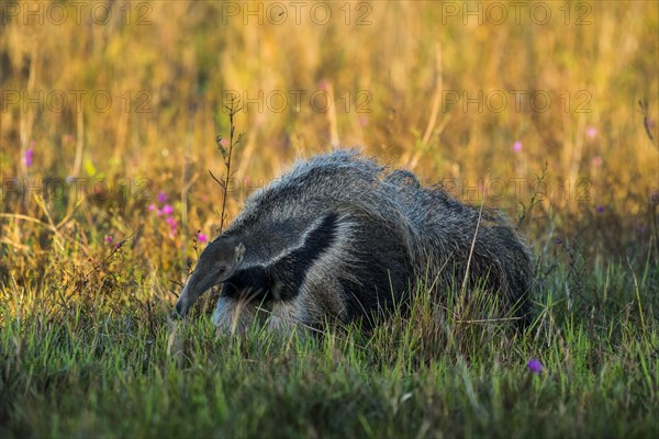 Giant anteater