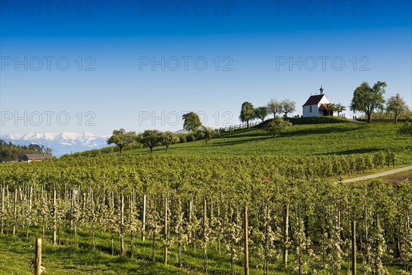 Apple plantation