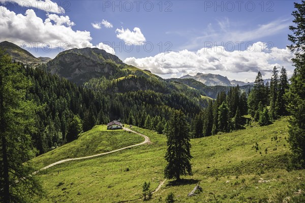 Alpine pasture