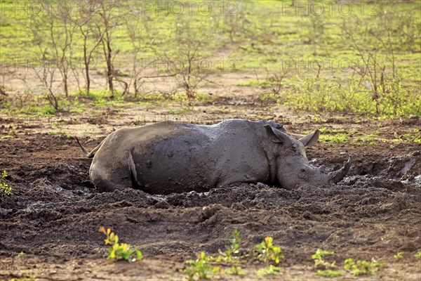 White rhinoceros