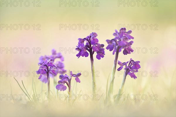 Green-winged orchid