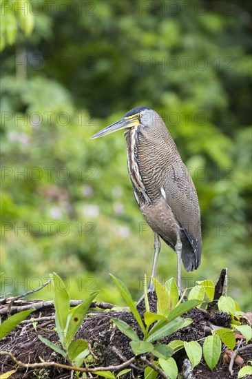 Bare-Throated Tiger Heron