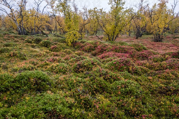 Autumnal forest floor