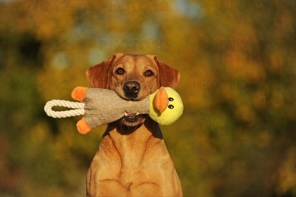 Labrador Retriever