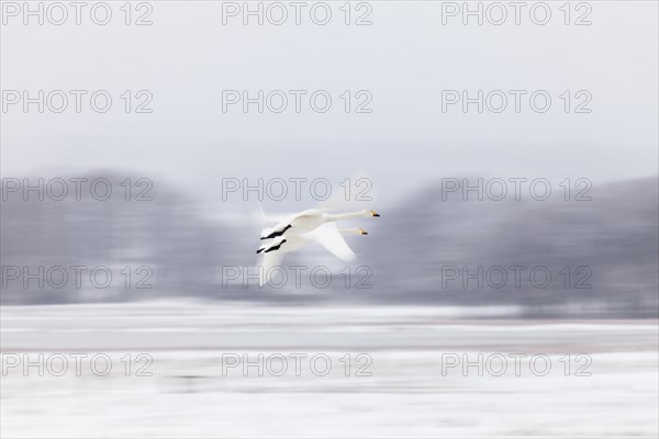 Two Whooper swans