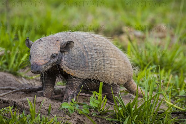 Big hairy armadillo