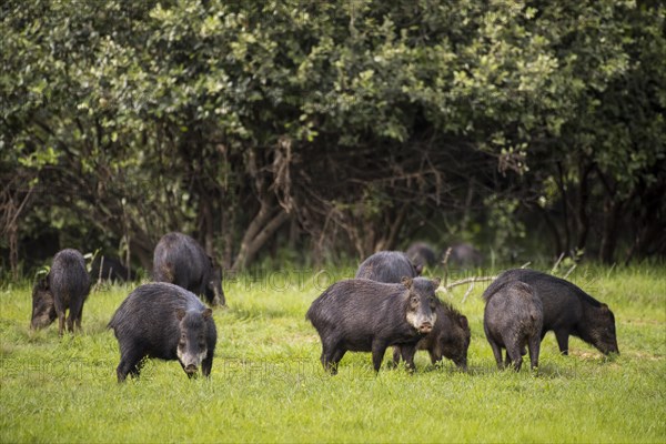 White-lipped peccarys