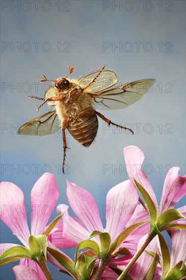 European June beetle