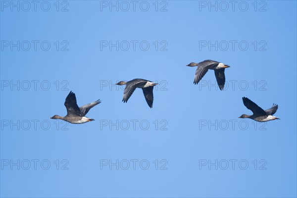 Bean Geese