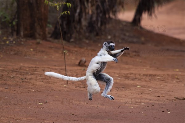 Dancing Verreaux's sifaka