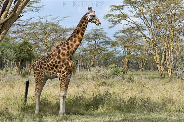 Rothschild's giraffe
