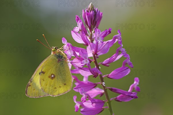 Berger's clouded yellow