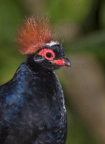 Crested wood partridge