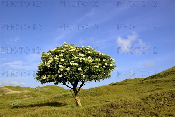 Elderberry