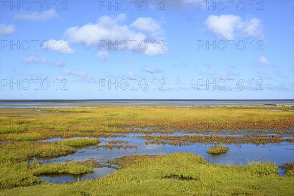 Glasswort