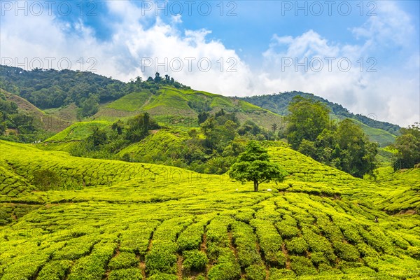 Tea plantations