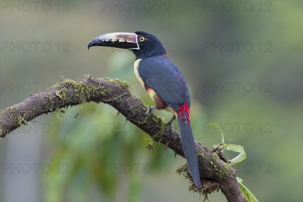 Collared aracari