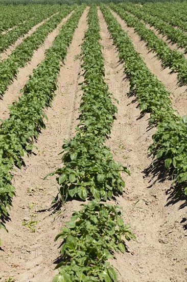 Potato field