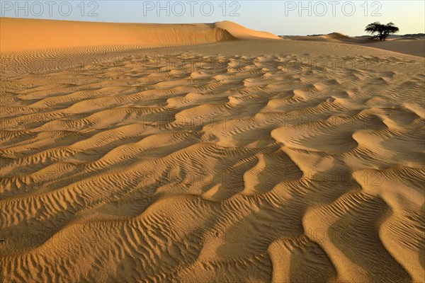 Sanddunes of Al Khaluf desert