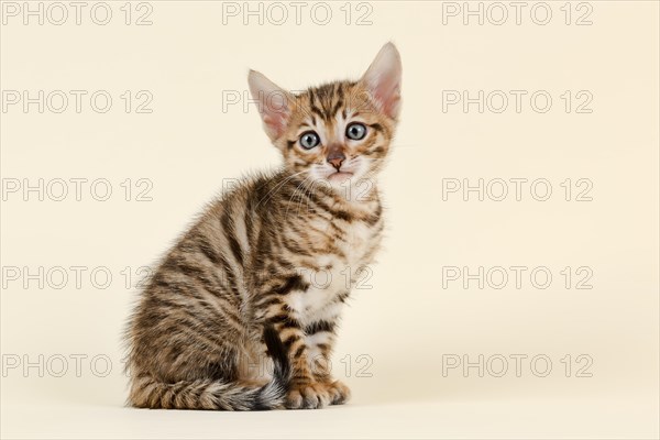 Toyger