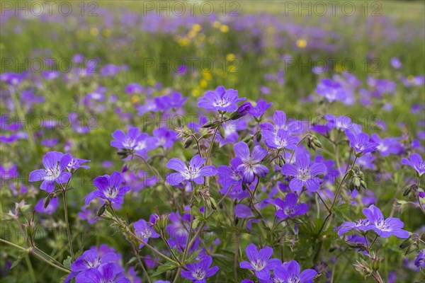 Meadow cranesbill