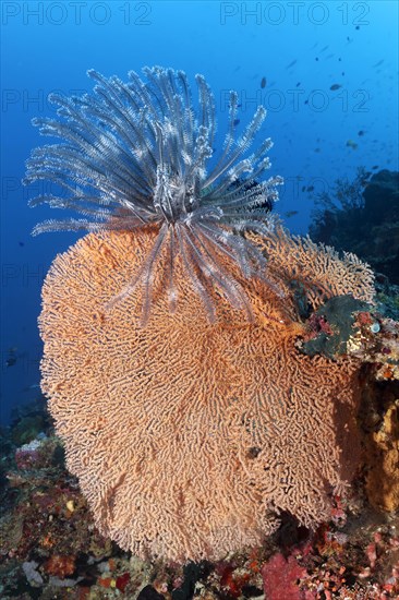 Feather star