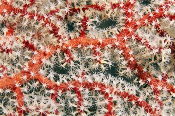 Detail of horn coral