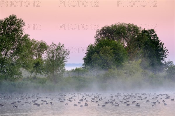 Geese at dawn