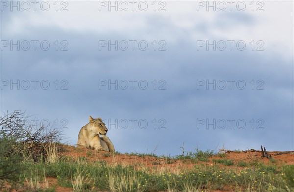 Lioness