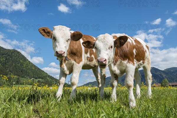 Two young calves