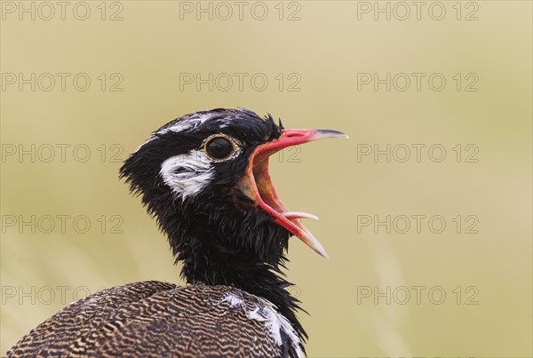 Northern Black Korhaan