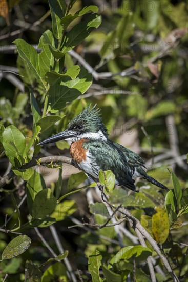 Amazon kingfisher