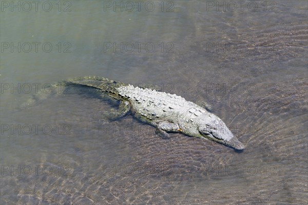 American crocodile