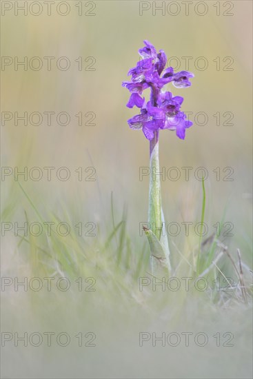 Green-winged orchid