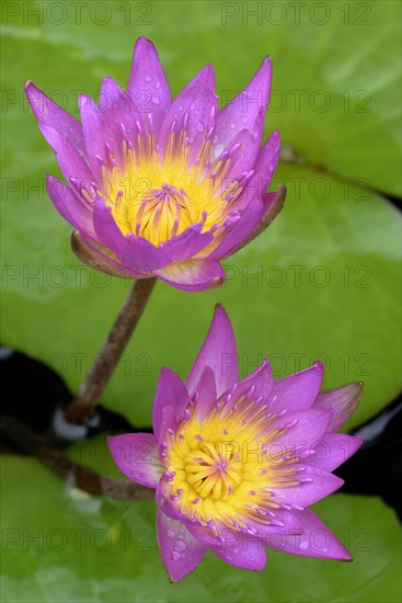 Water lily