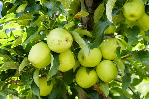 Apple to apple tree