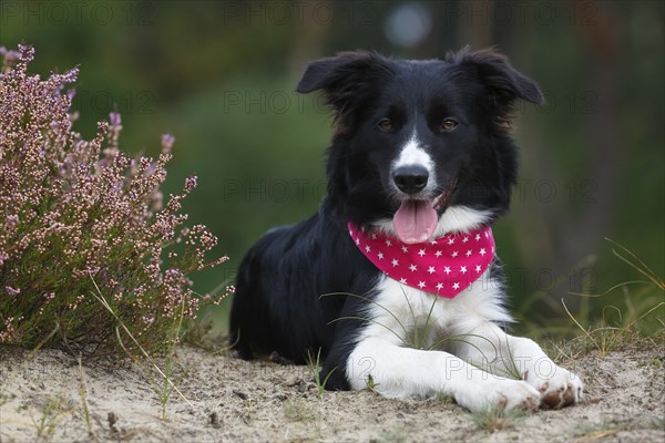 Border Collie