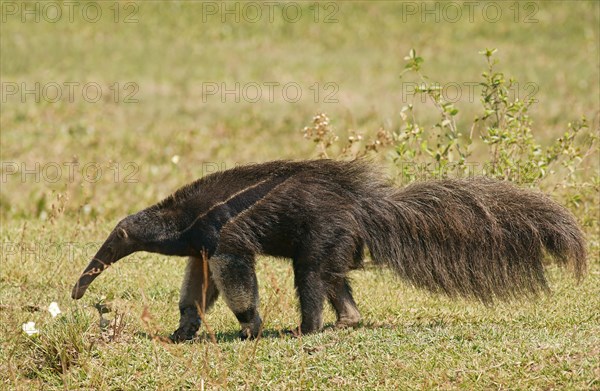 Giant anteater