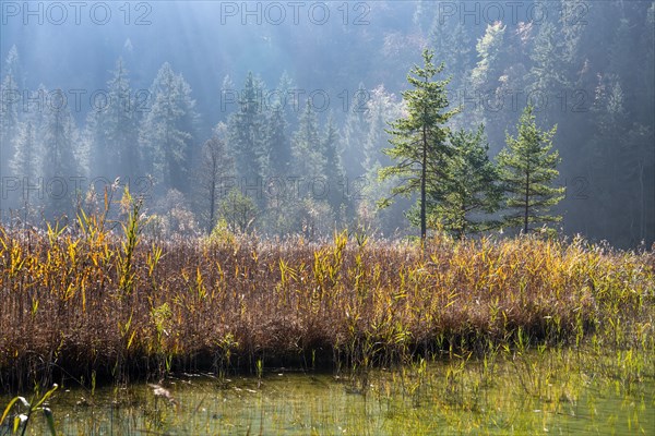 Reed banks in autumn at Lake Schwansee