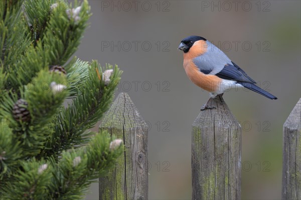 Eurasian bullfinch