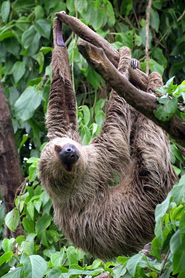 Linnaeus's two-toed sloth