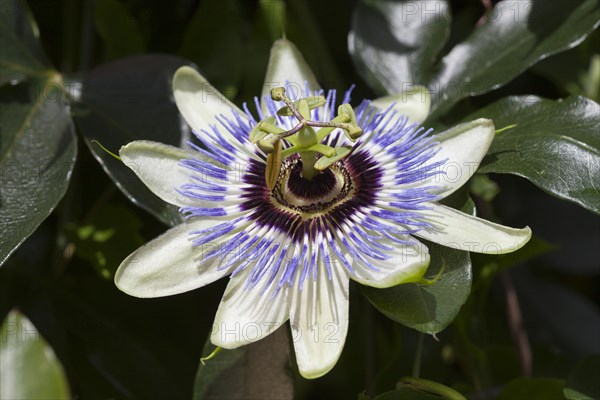 Passion flower