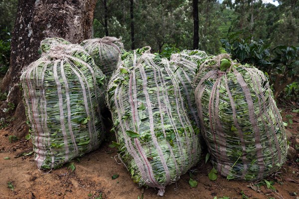 Sacks of tea leaves