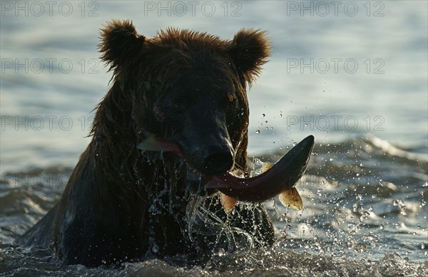 Brown bear